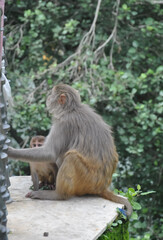 A female monkey with her baby sitting outside in park