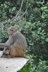 A female monkey with her baby sitting outside in park
