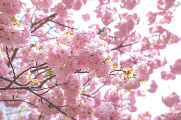 桜の花 -Cherry Blossoms-