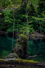 神秘的な森 - forest -