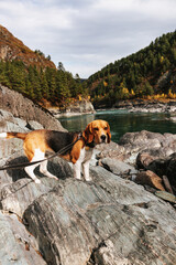 The beagle dog travels and walks in the mountains with beautiful views of nature and rocks in Altai