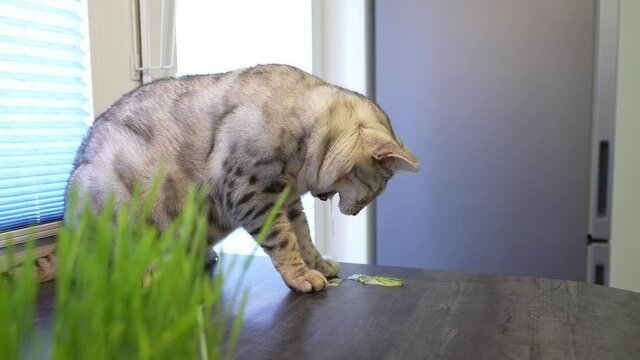 Cat is vomiting after eating grass. Sprouted oats for the health of pets. Silver spotted Bengal cat at home. 50fps 4k video