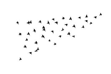 A flock of flying birds. Free birds. Vector illustration