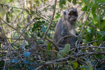 A macaque looking for some food