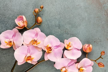 Plexiglas foto achterwand Pink spa orchid theme objects on pastel background. © gitusik
