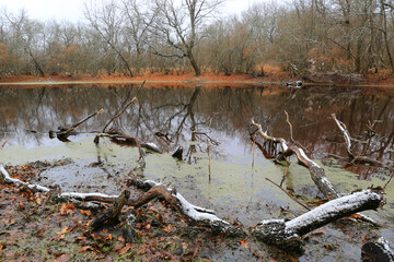 dead tree twigs in swamp