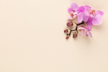 Fototapeta na wymiar Pink orchid theme objects on pastel background.