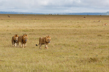 Male lions - a brotherhood- walking on the plains of the Masai Mara National Reserve in Kenya