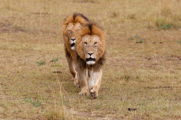 Male lions - a brotherhood- walking on the plains of the Masai Mara National Reserve in Kenya