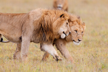 Male lions - a brotherhood- walking on the plains of the Masai Mara National Reserve in Kenya