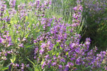 Obraz premium Close up beautiful blue Salvia flower blooming in the outdoor garden with blurred background. Purple Salvia is a herbal plant in the mint family. Botanical, natural, herb, and flower concept.