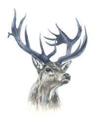 Watercolor drawing beautiful head of deer in front view