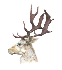 Watercolor drawing beautiful head of deer in side view