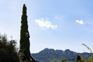 Thuja against the panorama of Monte Capanne on the island of Elba in Italy.