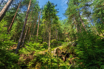 Coniferous forest in the Carpathian mountains, nobody, path stones