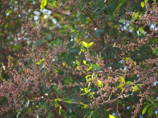 Photo of the fruit of the banyan tree