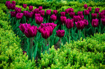 Purple flowers of tulips close up nature background