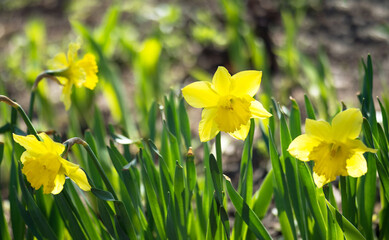 Yellow daffodils close-up on a flower bed on a bright spring day. Background. Selective focus