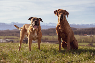 Zwei Hunde frontal
Dogo Canario
Rhodesian Ridgeback