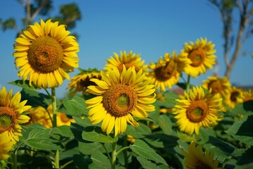 Photo of sunflowers in the morning in the sunflower field
