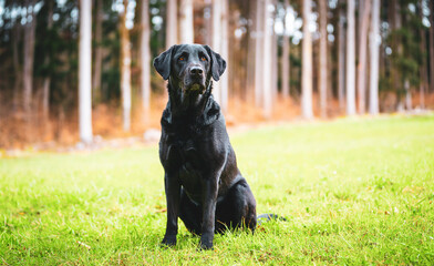 Labrador Retriever