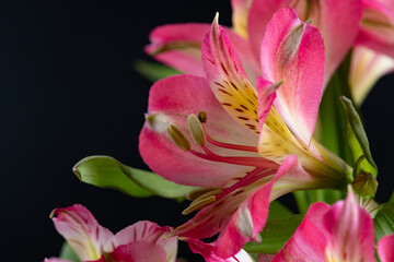 Obraz na płótnie Canvas Alstroemeria flower