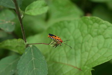 Insect