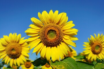 Photo of sunflowers in the morning in the sunflower field