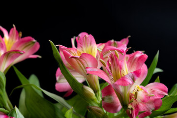 pink Alstroemeria flower