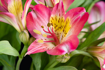 Obraz na płótnie Canvas pink Alstroemeria flower
