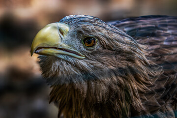 Adler