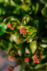 Beautiful small red flowers at home