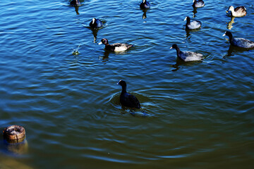 Migratory birds in the middle of winter