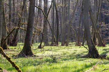 Frühling, erstes Grün im Bruchwald