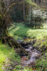 Frühling, erstes Grün im Bruchwald