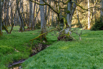 Frühling, erstes Grün im Bruchwald