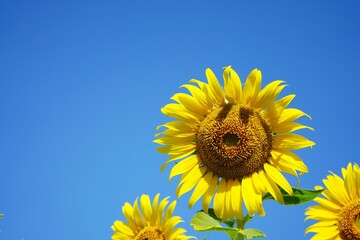 Obraz premium Photo of sunflowers in the morning in the sunflower field