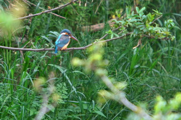 カワセミのいる河川敷
