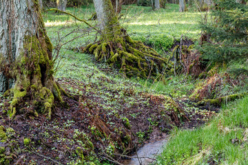 Frühling, erstes Grün im Bruchwald