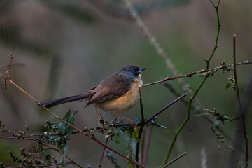 Bird or Wildlife captured at Sultanpur Bird Sanctuary, Haryana, India