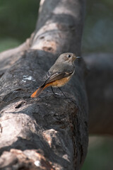 Bird or Wildlife captured at Sultanpur Bird Sanctuary, Haryana, India