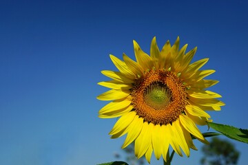 Naklejka premium Photo of sunflowers in the morning in the sunflower field