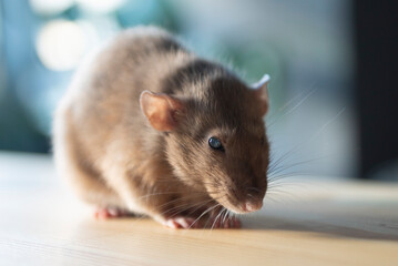 Fototapeta na wymiar Adorable domestic rat (Rattus norvegicus) with blue eyes, brown fur and dumbo ears sitting on wooden floor. Cute domesticated rodent resting and looking straight to camera. Beautiful blind animal