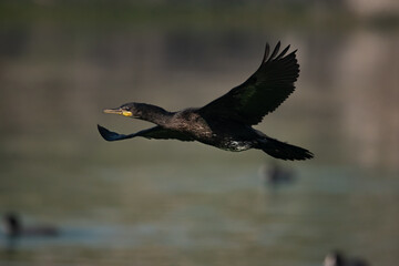 Bird or Wildlife captured at Sultanpur Bird Sanctuary, Haryana, India