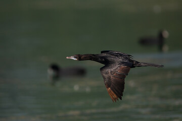 Bird or Wildlife captured at Sultanpur Bird Sanctuary, Haryana, India
