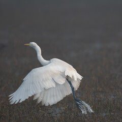 Bird or Wildlife captured at Sultanpur Bird Sanctuary, Haryana, India