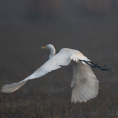 Bird or Wildlife captured at Sultanpur Bird Sanctuary, Haryana, India
