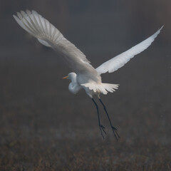 Egret was captured at Sultanpur Bird Sanctuary, Haryana, India