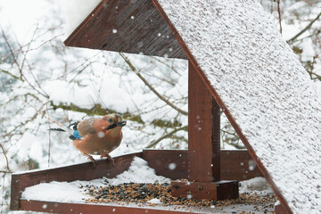 Fototapeta Ptaki zimą znajdują pożywienie w karmniku, ziarna słonecznika, prosa, zbóż. Sójka właśnie trzyma w dziobie jedno z nich. obraz