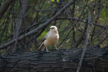 Bird or Wildlife captured at Sultanpur Bird Sanctuary, Haryana, India